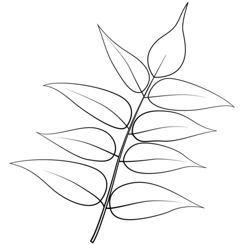 Tree Of Heaven Leaf Coloring Page